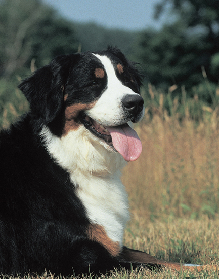 Bernese Mountain Dogs share their eye-catching Swiss tri-coloration - photo 12