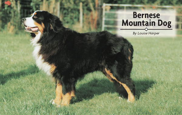 Bernese Mountain Dog - image 2