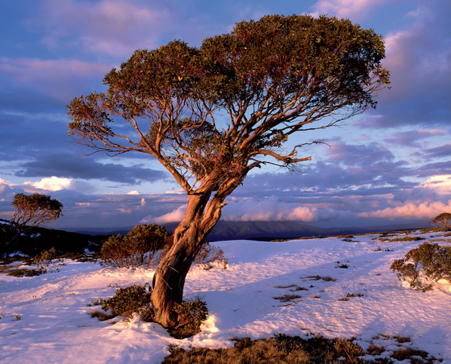 In winter the high plateaus of Alpine National Park are snow-covered in summer - photo 4