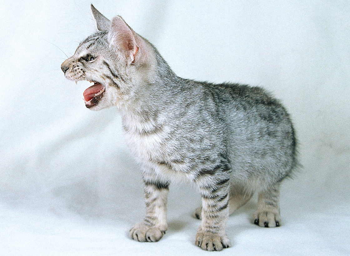 Cats make three general types of sounds murmurs yowls and strained - photo 5