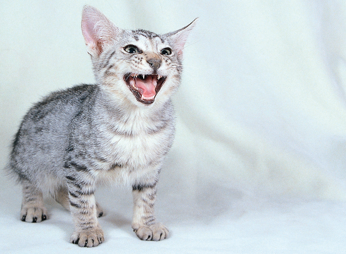 Cats make three general types of sounds murmurs yowls and strained - photo 6