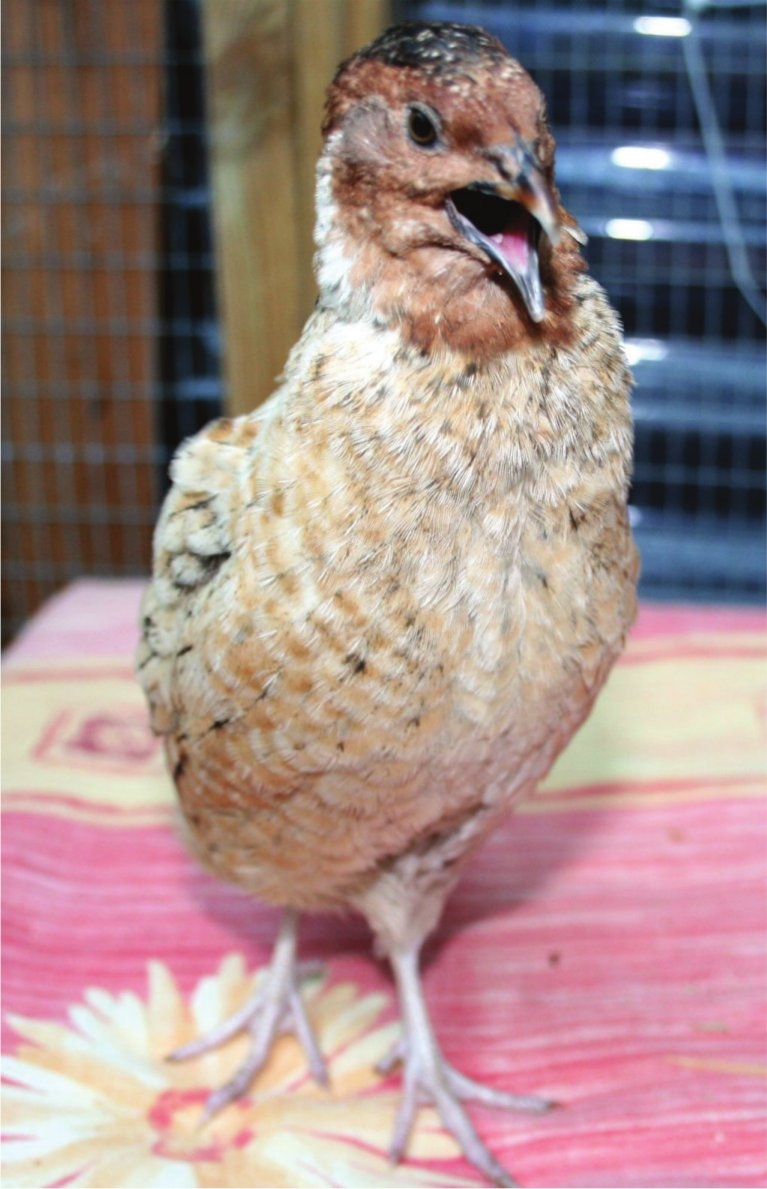 A cock bird crowing They are also extremely child-friendly and your children - photo 2