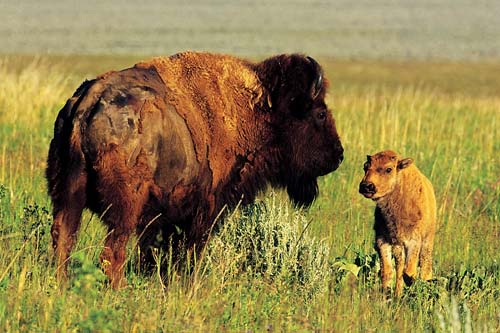 Montana is as vast as the big sky that blankets it rich with natural - photo 14