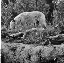 Carter G. Walker Moon Montana & Wyoming: Including Yellowstone, Grand Teton & Glacier National Parks