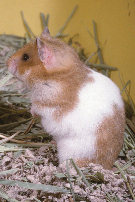 A classic banded Syrian hamster Hamsters are by nature wanderers If - photo 3