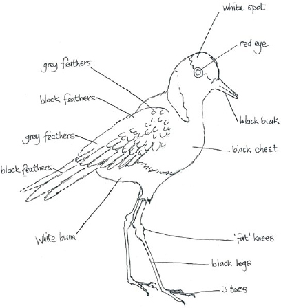 It helps to draw a quick rough sketch of any unidentified bird so that you can - photo 9