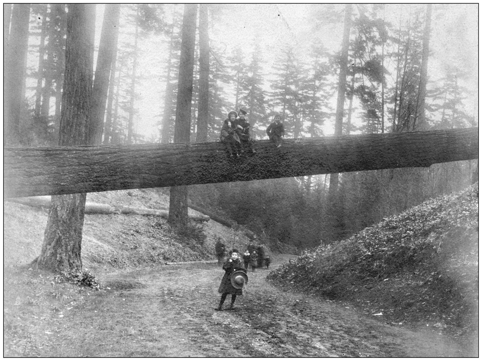 Much of the area of Woodland Park was logged before 1890 but loggers left the - photo 5