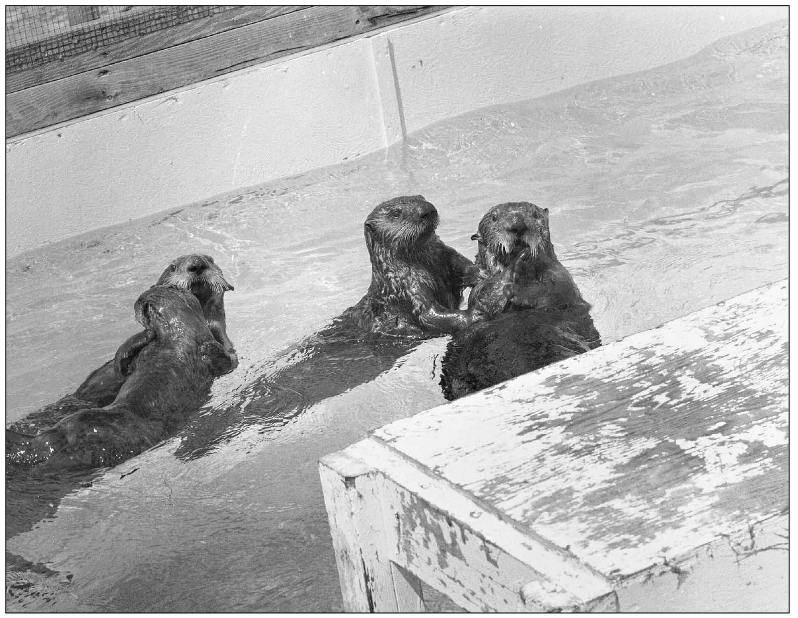 Sea otter restoration efforts were carried out locally in 1972 by the - photo 12