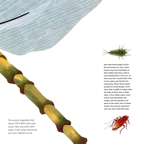 Insects were the first flying animals The ancient dragonfly lived almost 350 - photo 7