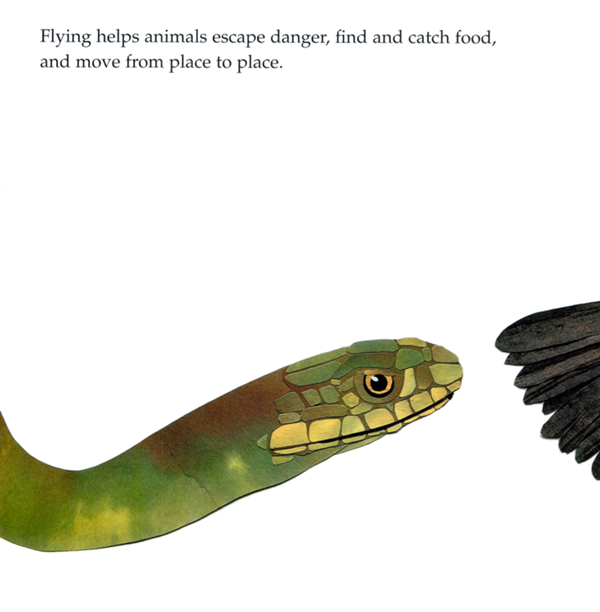 Flying helps animals escape danger find and catch food and move from place to - photo 12