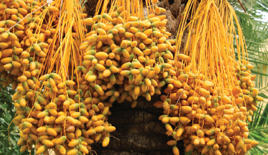 Almost half of Moroccos working people are involved in agriculture growing - photo 3