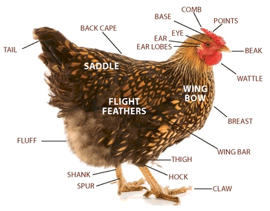 Chickens at a Glance Kingdom Animalia Phylum Chordata Class Aves - photo 6