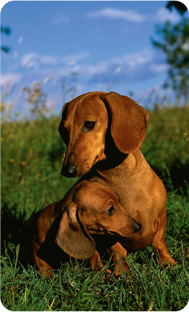 Patience vigilance and a consistent schedule are vital to housetraining - photo 2