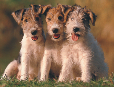 The ancestors of this trio of wire fox terriers were bred by English hunters to - photo 6