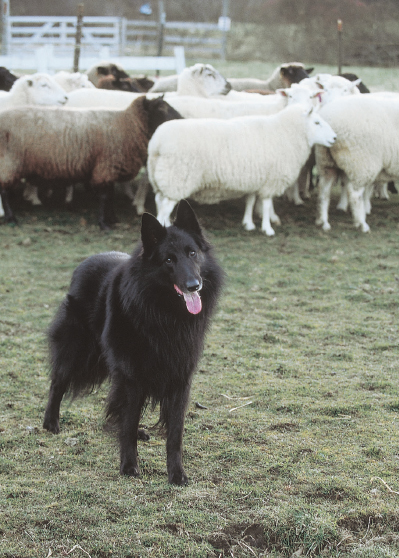 Every major agricultural nation has developed its own sheepdogs Belgium has - photo 4