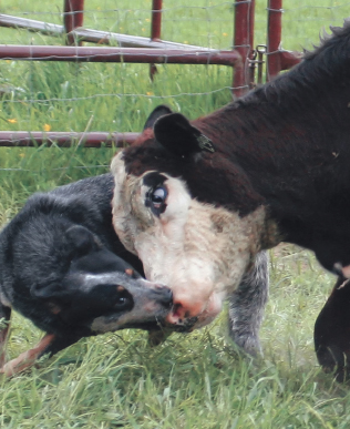 The qualifications of a cattle dog include strength bravery and drive well - photo 6