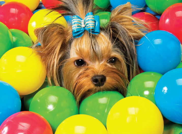 Getting a small dog like the Yorkie is a big decision Make sure to research - photo 5