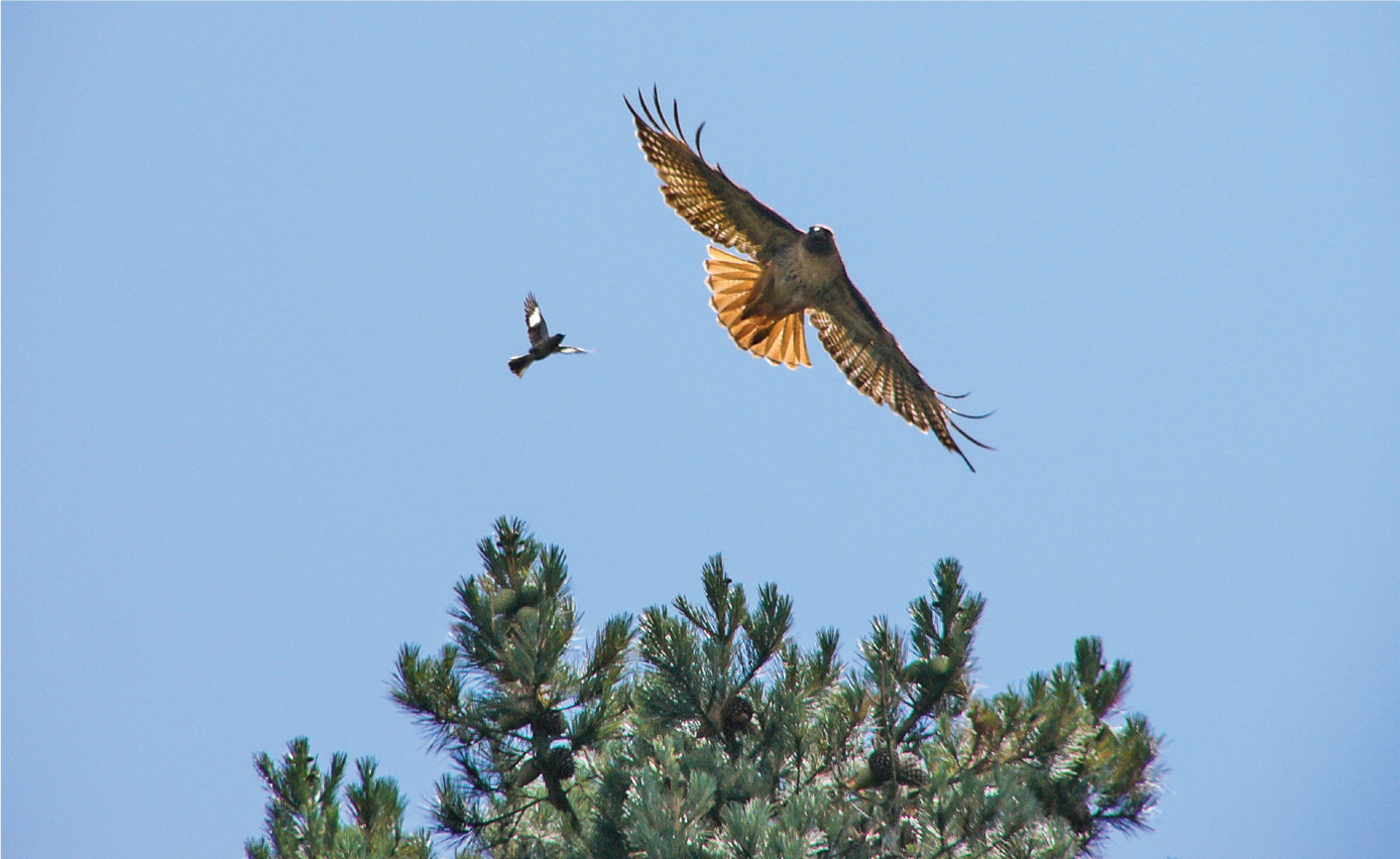 Will Elder NPS Sure enough attention comes A red-tailed hawk a winged - photo 4