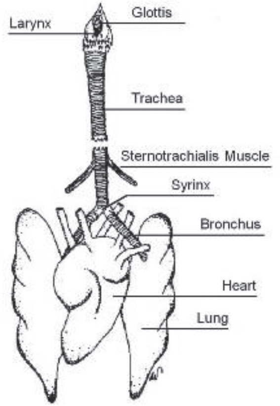 Diagram showing the location of a songbirds syrinx Wikimedia The secret to - photo 5