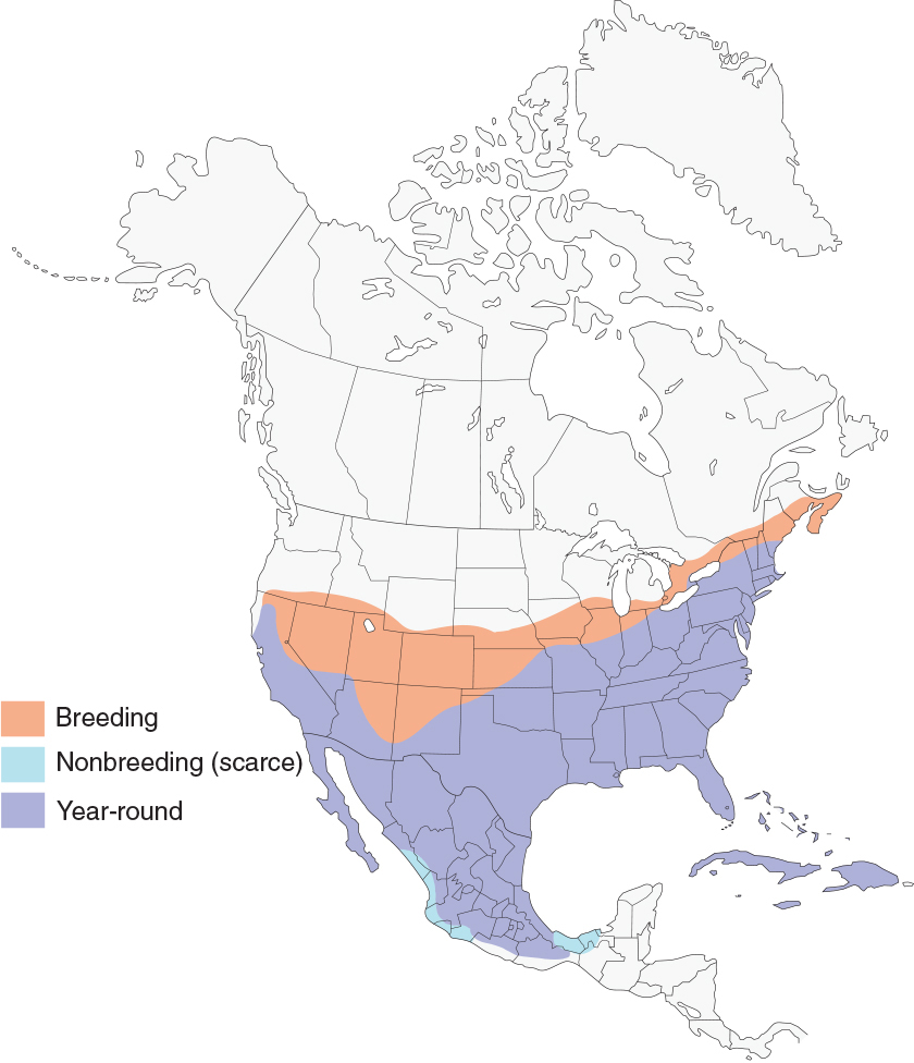 A northern mockingbirds range map from eBirdorg published by the Cornell Lab - photo 6