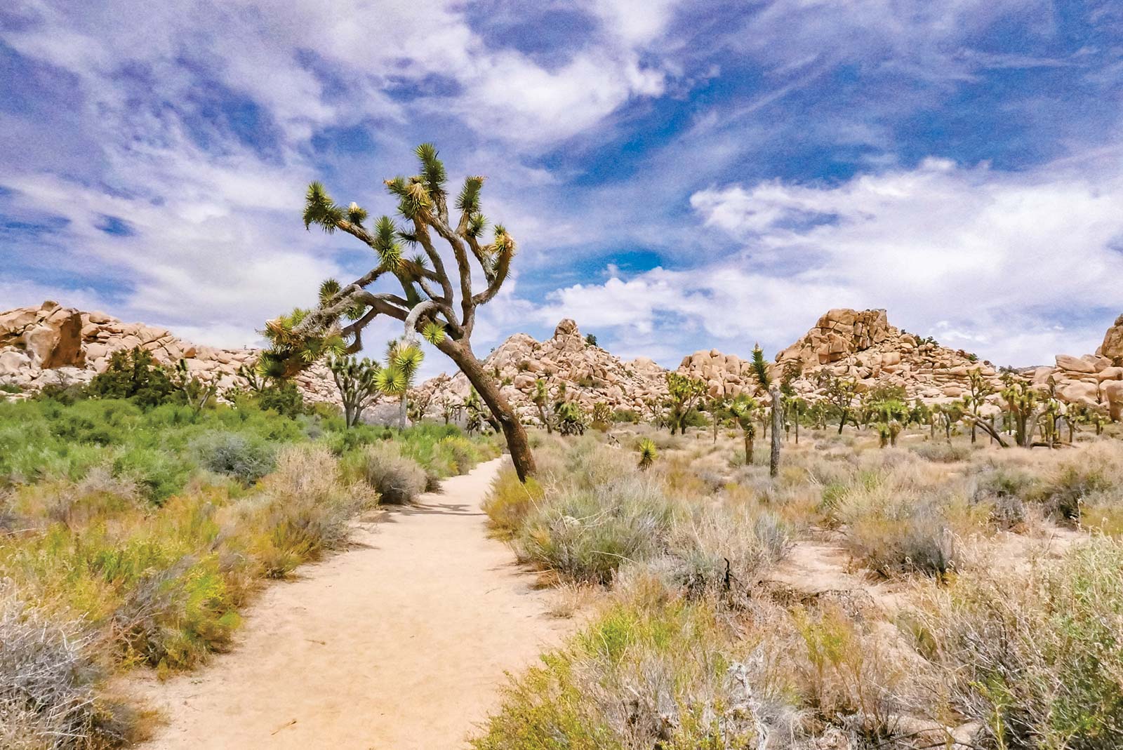 Joshua Tree National Park Despite being such near neighbors the spiky swath of - photo 7