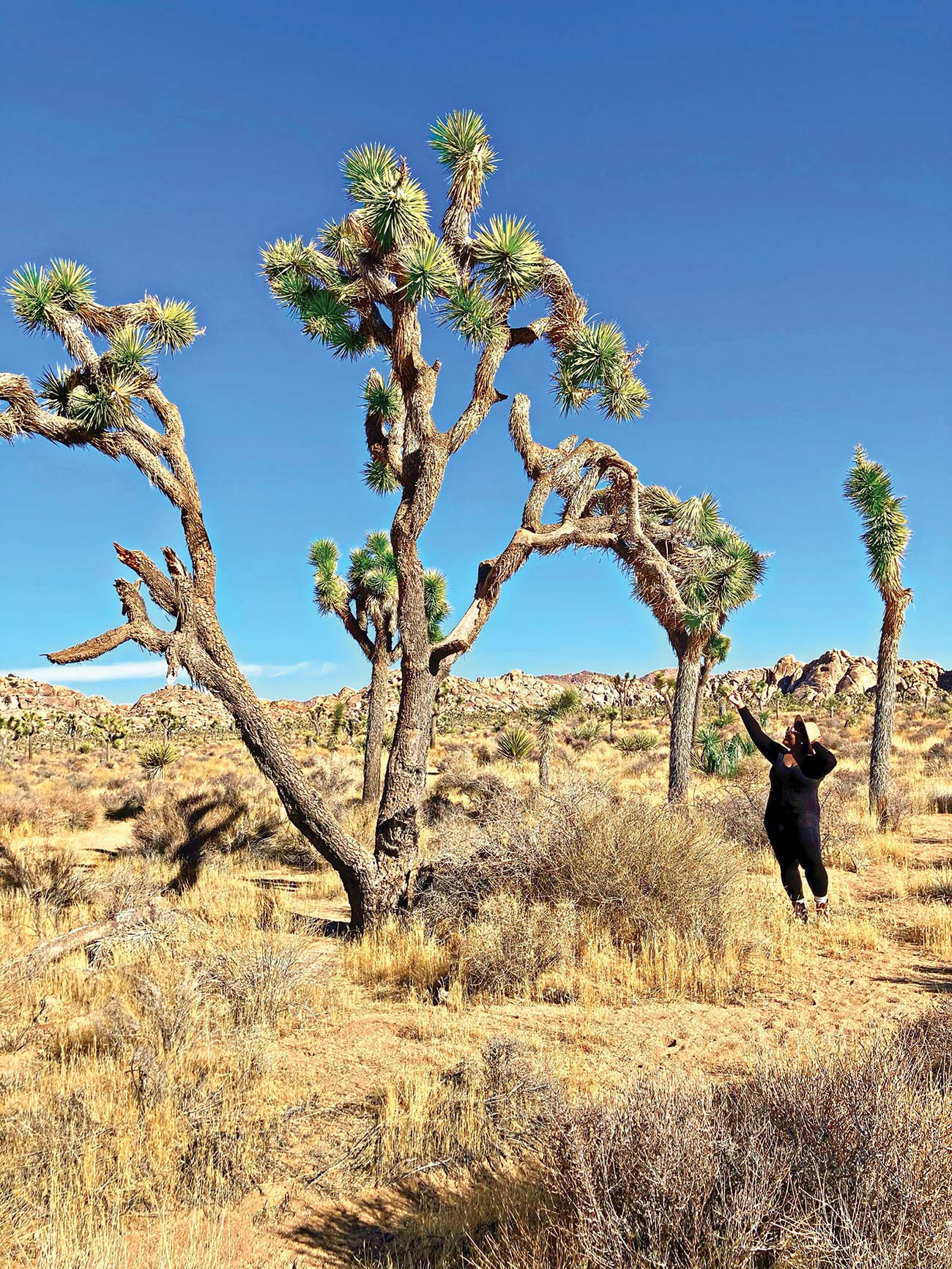 Joshua trees Hidden waterfalls fan palm oases stunning canyons and - photo 13