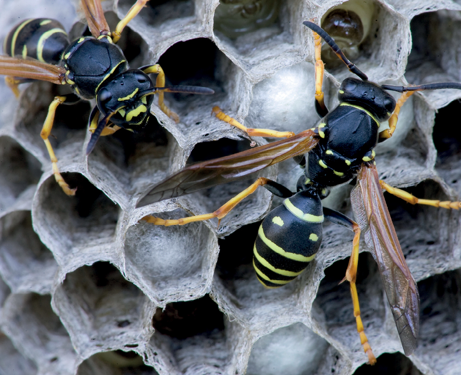 Wasps build the hexagonal cells of their colonies in layers Inspired by this - photo 3