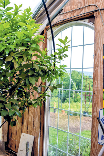 The lemon grove on the hill from a window in one end of the greenhouse at - photo 3