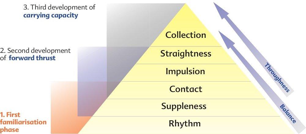 With the continuous improvement of rhythm suppleness contact impulsion - photo 7