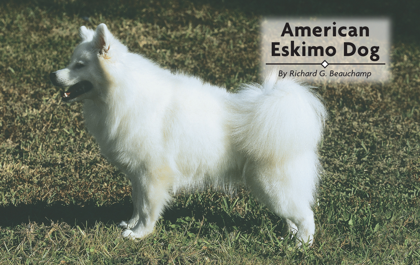 American Eskimo Dog A Comprehensive Guide to Owning and Caring for Your Dog - image 2