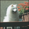 American Eskimo Dog A Comprehensive Guide to Owning and Caring for Your Dog - image 4