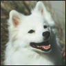 American Eskimo Dog A Comprehensive Guide to Owning and Caring for Your Dog - image 5