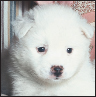 American Eskimo Dog A Comprehensive Guide to Owning and Caring for Your Dog - image 6