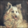 American Eskimo Dog A Comprehensive Guide to Owning and Caring for Your Dog - image 3