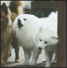 American Eskimo Dog A Comprehensive Guide to Owning and Caring for Your Dog - image 11