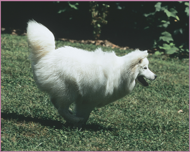 Racing onto the pure-bred dog scene is the American Eskimo Dog coming to us - photo 12