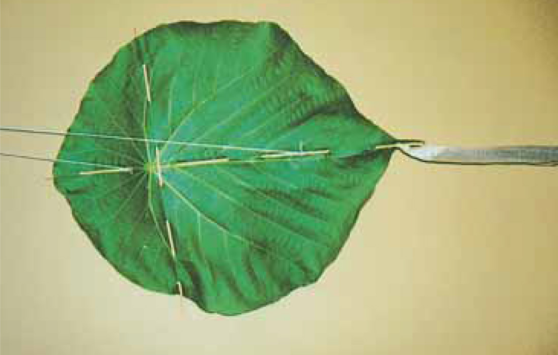 A leaf kite from Okinawa Japan Though the birthplace of the kite is a little - photo 4