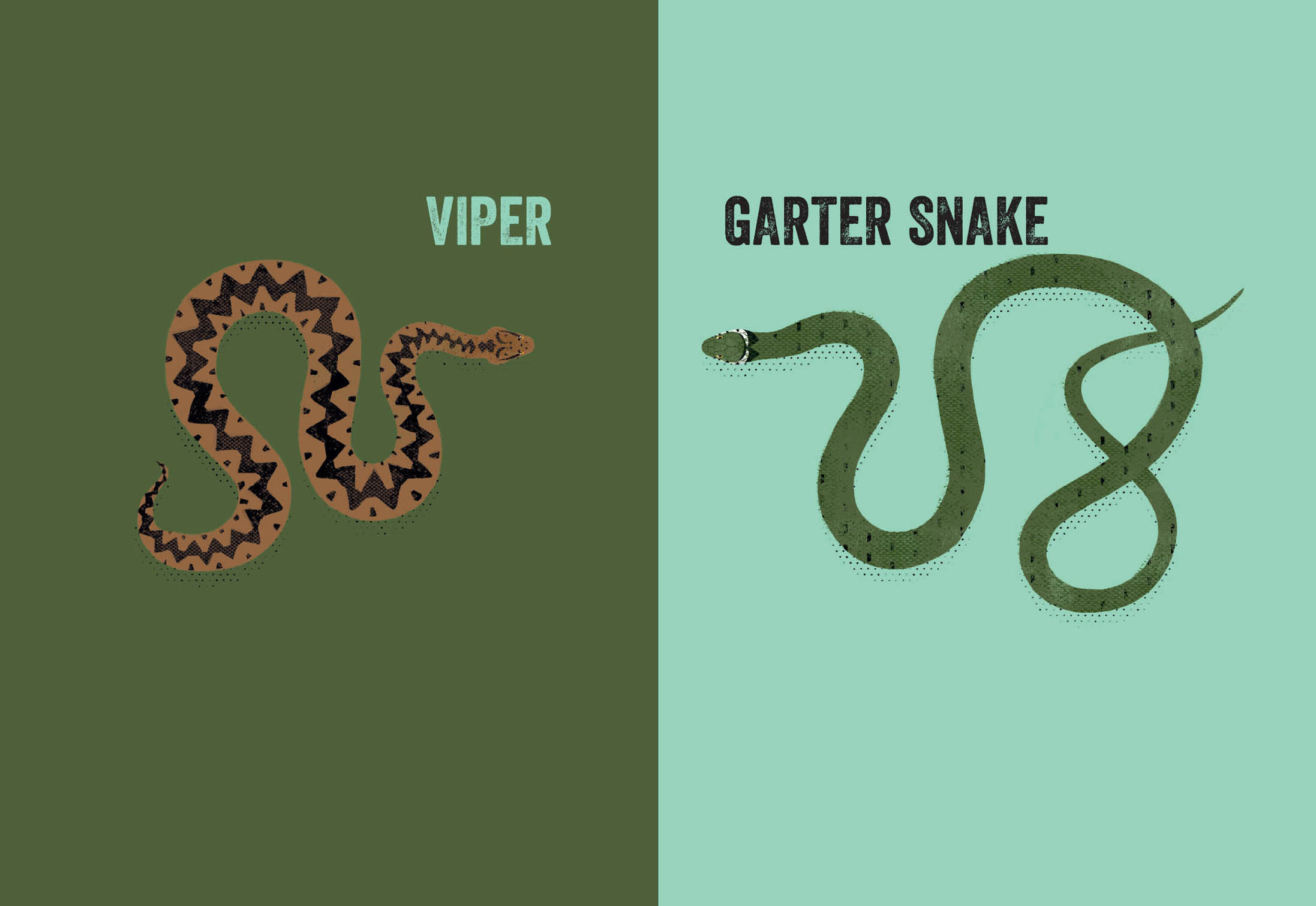 Viper or garter snake Both of these cold-blooded serpents are scaly and - photo 11