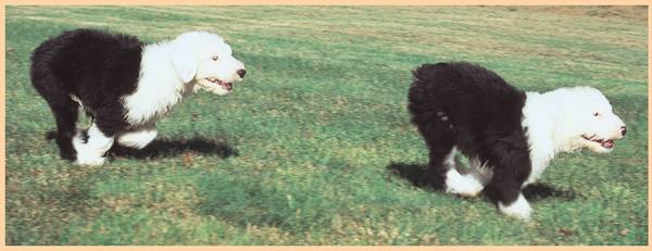 Old English Sheepdogs are active dedicated and hard-working yet fun-loving - photo 13