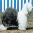 Learn the requirements of a well-bred Old English Sheepdog by studying the - photo 5