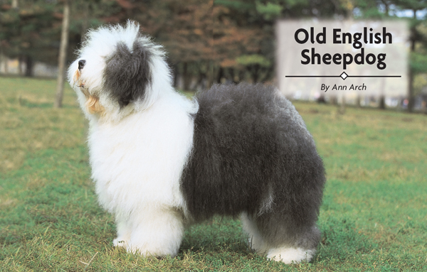 Contents From Shepherds Dog to Sheepdog to the dog we know today as the Old - photo 2