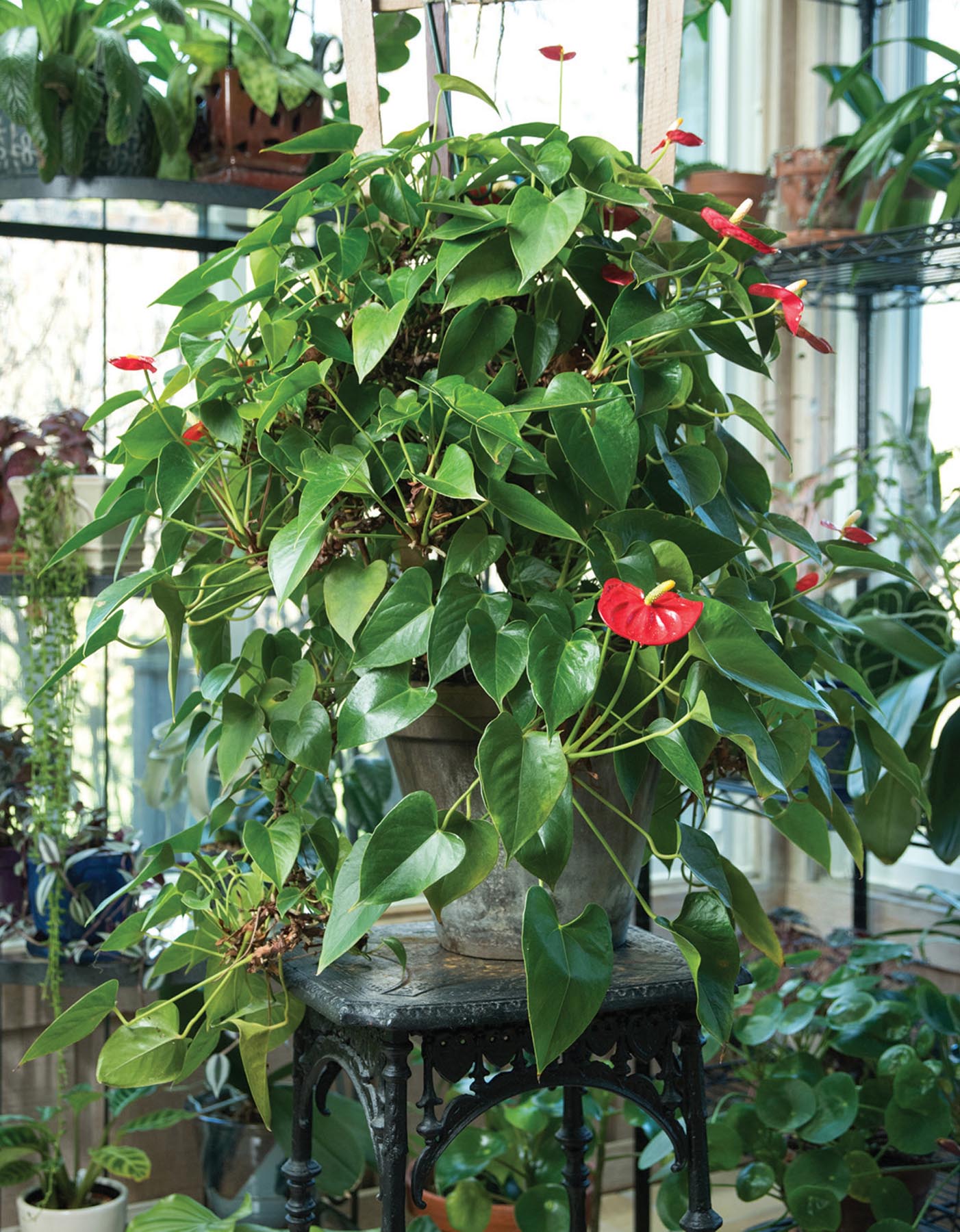 houseplant warrior 7 KEYS TO UNLOCKING THE MYSTERIES OF HOUSEPLANT CARE - photo 2