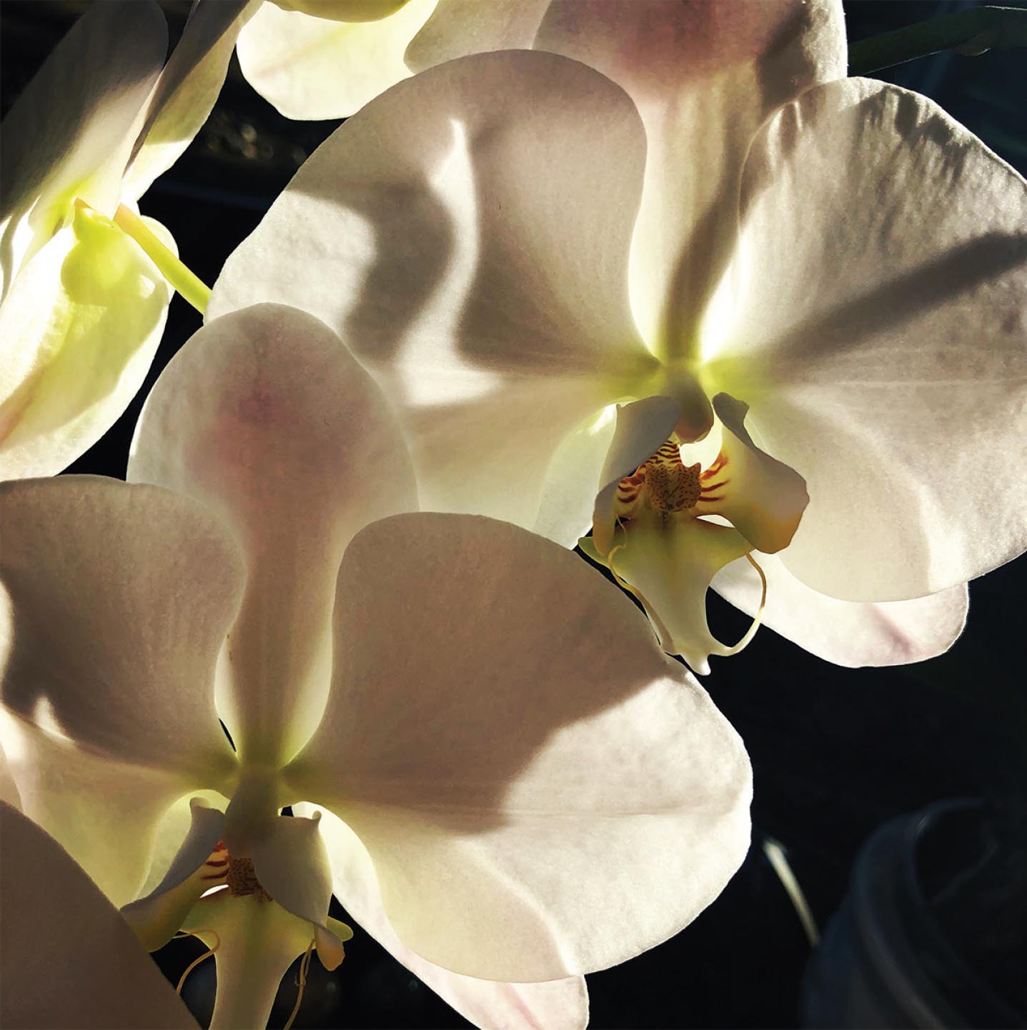 White Moth Orchid Phalaenopsis From all the questions that Ive fielded from - photo 8