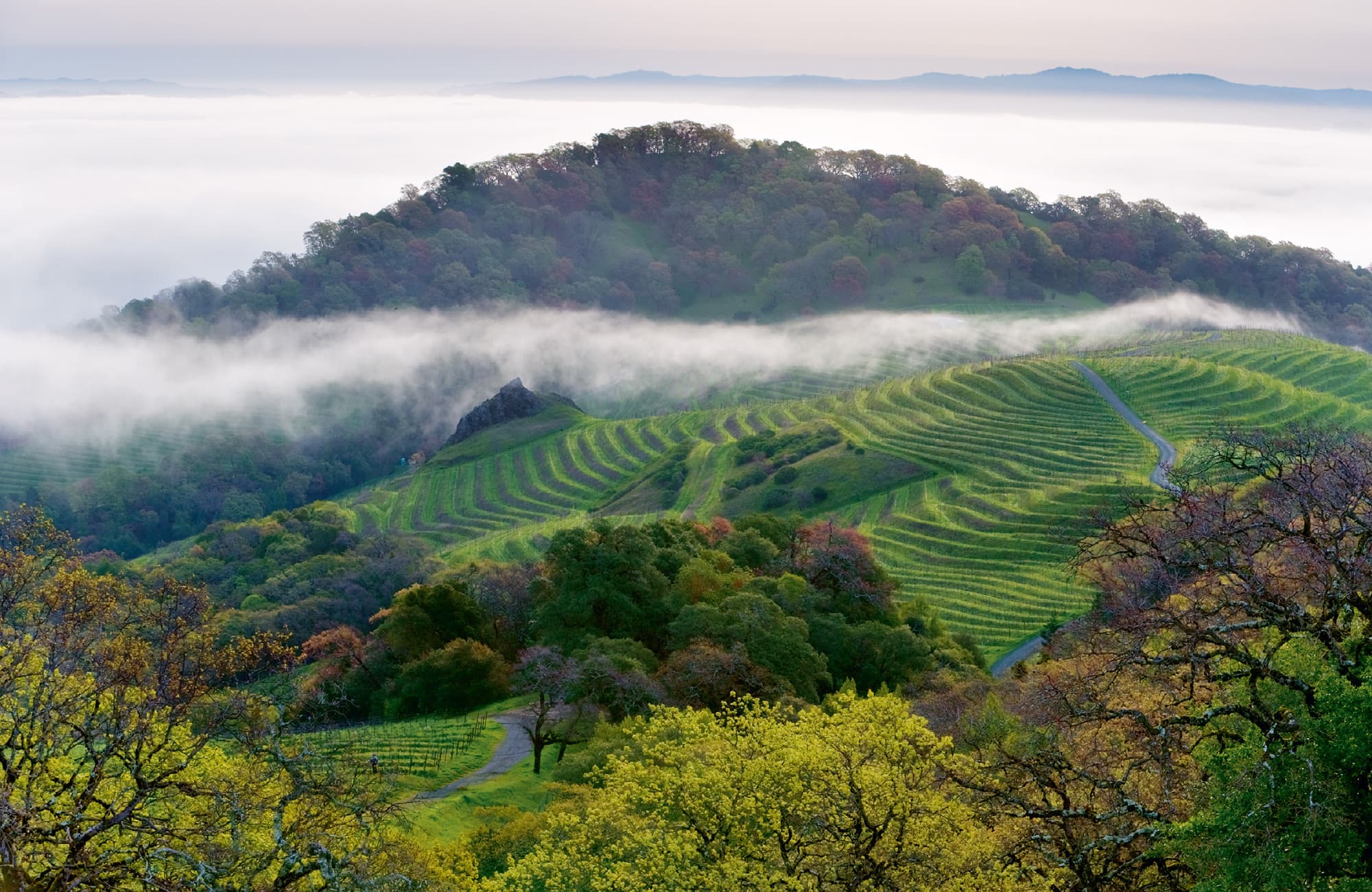 The mist rolls across Spring Mountain at Cain Vineyard Winery in Napa - photo 3