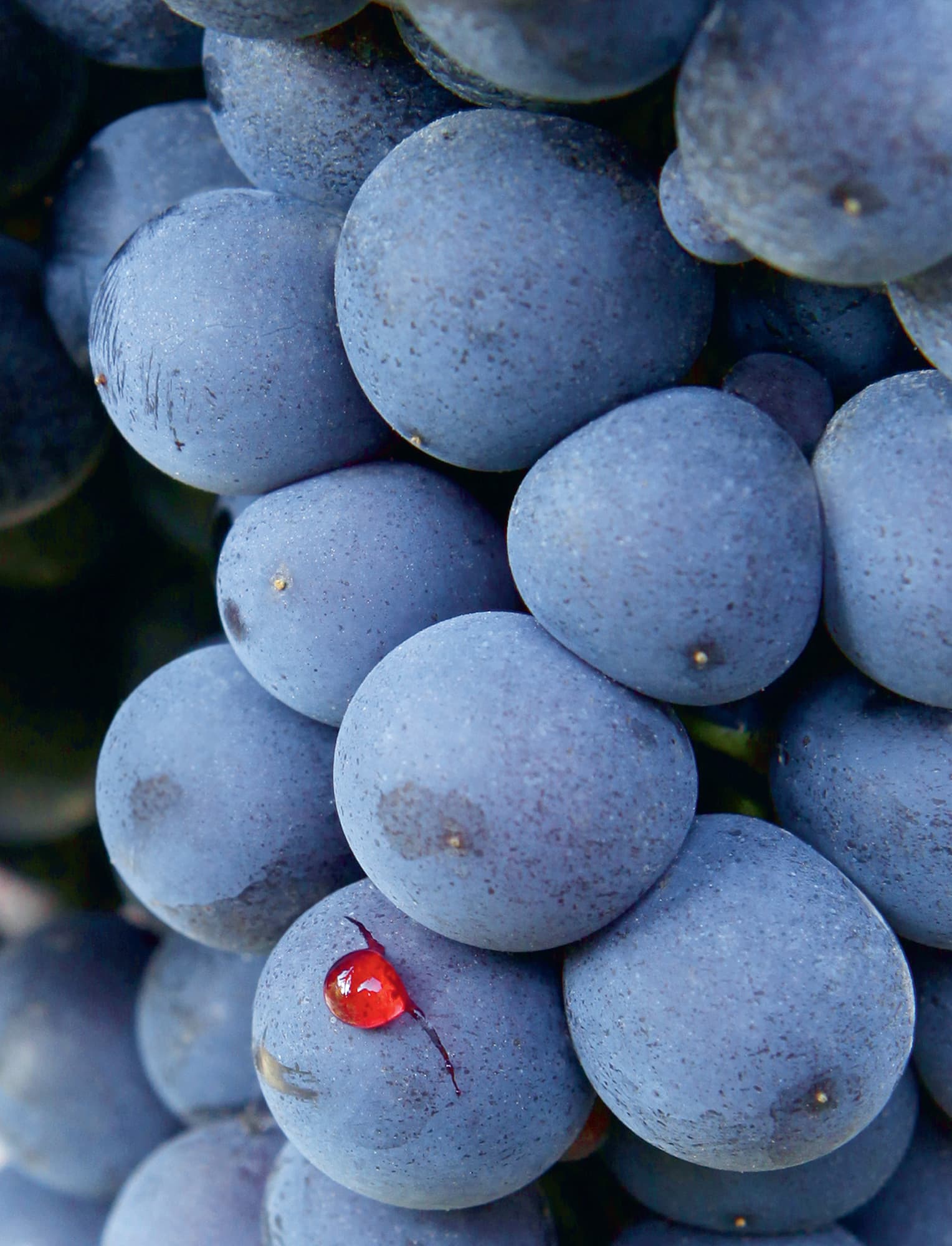 Nebbiolo at GD Vajra in Piedmont BIG VERSUS SMALL Ive been living in France - photo 8