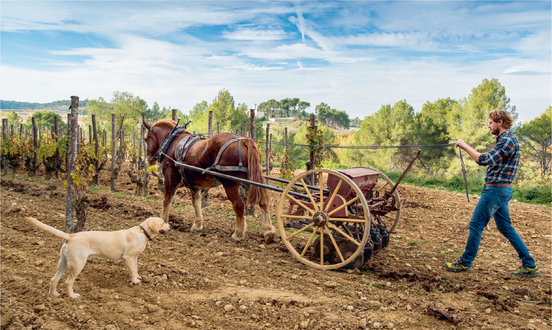 Pepe Ravents ploughing with horses at Ravents i Blanc in Spain Food Wine - photo 9