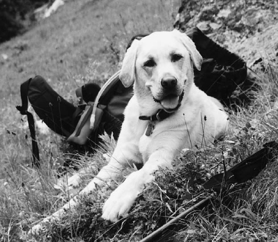 Parka takes a well-earned rest in the hillside meadows above Tubal Cain Of - photo 13