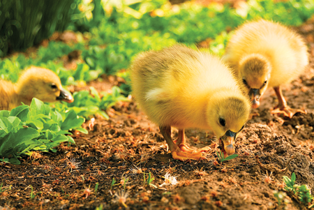 A farmer makes sure geese have enough to eat But geese also find tasty treats - photo 19