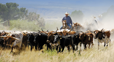 Some cattle live on huge farms called ranches In the western United States and - photo 4