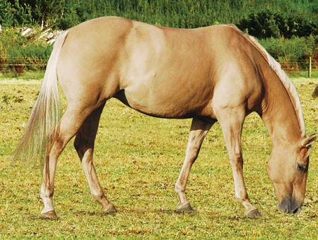 Pastures are full of grasses that horses like to eat They will pick and choose - photo 5